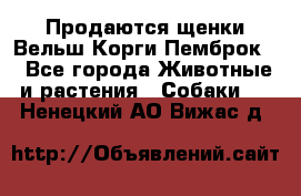 Продаются щенки Вельш Корги Пемброк  - Все города Животные и растения » Собаки   . Ненецкий АО,Вижас д.